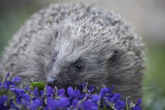 European hedgehog (Erinaceus europaeus) adult animal walking across flowering Violet flowers in a
