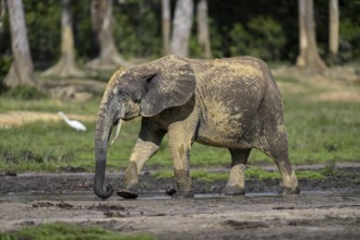African forest elephant (Loxodonta cyclotis) in the Dzanga Bai forest clearing, Dzanga-Ndoki