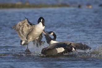 Canada goose (Branta canadensis) three adult birds fighting on a lake, England, United Kingdom,