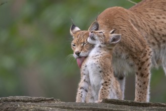 Lynx (Lynx lynx) with young, Haltern, North Rhine-Westphalia, Germany, Europe