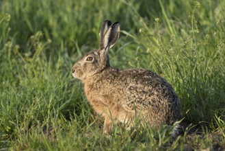European hare (Lepus europaeus), standing in meadow, Lake Neusiedl National Park, Seewinkel,