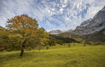 Maple tree with autumn leaves, autumn landscape in Rißtal, Großer Ahornboden, Engalpe, Eng,