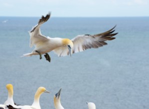 Northern gannet (Morus bassanus) (synonym: Sula bassana) with wings spread and feet stretched out