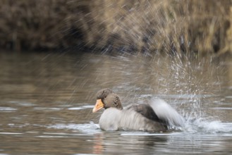 Greylag goose (Anser anser), bathing, water splashes, motion blur, Hesse, Germany, Europe