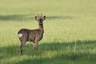 Roebuck (Capreolus capreolus), standing in a meadow, Lake Neusiedl National Park, Seewinkel,