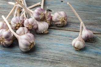 Fresh violet garlic on a blue rustic wooden background with copy space