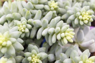 Beautiful succulent plant in greenhouse. Closeup, floral patterns, selective focus