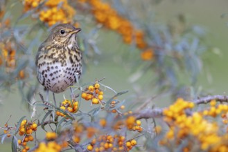 Song thrush (Turdus philomelos), Heligoland Island, Schleswig-Holstein, Federal Republic of Germany