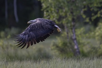 White-tailed eagle (Haliaeetus albicilla) in flight