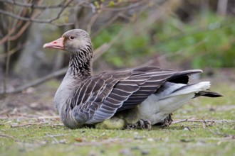 Greylag goose, graylag goose (Anser anser) goslings hiding under mother's wings in spring