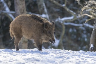 Wild boar (Sus scrofa), in the snow, Vulkaneifel, Rhineland-Palatinate, Germany, Europe
