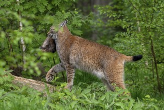 Hunting Eurasian lynx (Lynx lynx) walking with caught muskrat (Ondatra zibethicus) prey in its