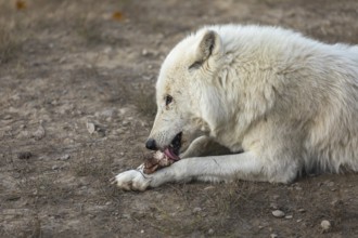 One Hudson Bay wolf (Canis lupus hudsonicus) lying on a dry forest floor. chewing on a bone