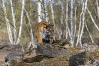 One young female Siberian Tiger, Panthera tigris altaica, walking thru a birch tree forest. Early