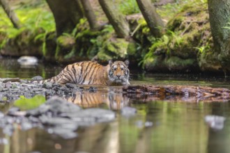 One young female Siberian Tiger, Panthera tigris altaica, lying resting in the cool fresh water of