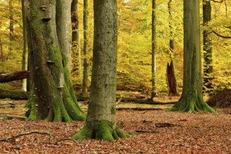 Near-natural mixed deciduous forest with old oaks and beeches in autumn, Spessart nature park Park,