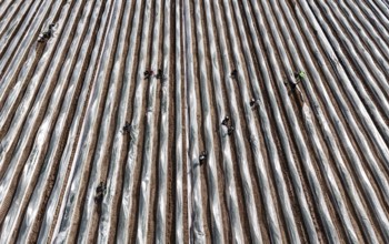 The first asparagus is harvested from a foil-covered asparagus field, Beelitz, 26/03/2024