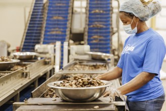 KAJU, Cashew factory. Women picking out the whole nuts from the shells on a conveyor belt, cashew