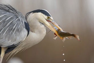 Grey heron (Ardea cinerea) with catfish as prey, hunting, fishing, preying, sunrise, morning light,