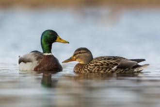 Mallard (Anas platyrhynchos) male and female, pair, swimming, foraging, mating, Middle Elbe