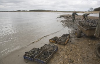 Men collecting mussels from the River Deben near Ramsholt, Suffolk, England, United Kingdom, Europe