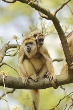 Black howler (Alouatta caraya), female calling with young, captive, occurrence in South America