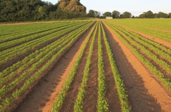 Green lines of carrot crop growing in sandy soil, Shottisham, Suffolk, England, UK