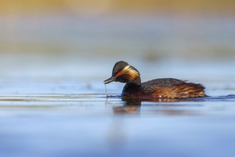 Black-necked grebe (Podiceps nigricollis), swimming in the water, Hides de El Taray / Floating Hid,