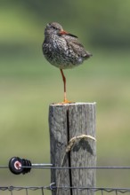 Common redshank (Tringa totanus) in breeding plumage perched on one leg on wooden fence pole along