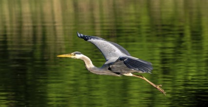 Flying grey heron (Ardea cinerea) in breeding plumage taking off from lake shore in spring