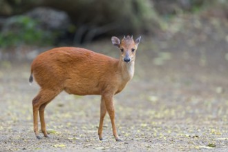 Red forest duiker (Cephalophus natalensis) antelope, iSimangaliso Wetland Park, St. Lucia,
