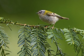 Goldcrest, Regulus ignicapillus, Luce, Mountain area, Luce, Styria, Slovenia, Europe