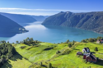 Aerial view of meadows and farms above the Lustrafjord, the inner Sognefjord, Norway, Europe