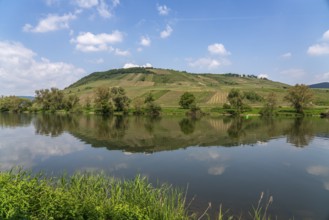 Vineyards on the Moselle near Briedel, Rhineland-Palatinate, Germany, Europe