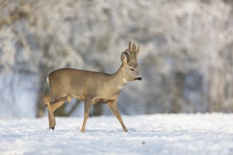 One male Roe Deer, (Capreolus capreolus), walking over a snowy meadow. Snow covered trees in the
