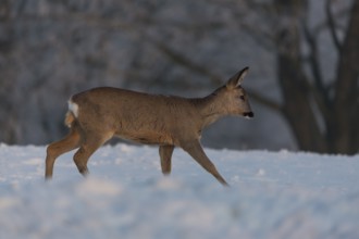One female Roe Deer, (Capreolus capreolus), walking over a snowy meadow. Snow covered trees in the