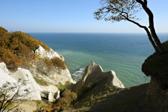 The chalk cliffs of Møns Klint, view of the Baltic Sea in autumn, beech tree on the edge of the