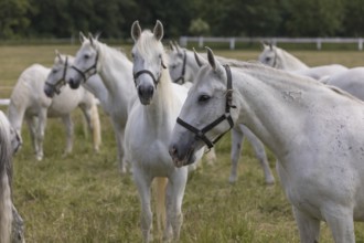 Kladruber horse, mares, standing on the paddock. National Stud Farm Kladruby nad Labem