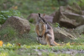 One yellow-footed rock-wallaby (Petrogale xanthopus), or ring-tailed wallaby sitting on grass