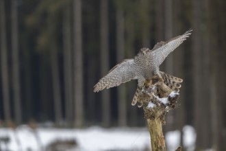 Northern goshawk, Accipiter gentilis, flying through a forest in winter and lands on a dead branch
