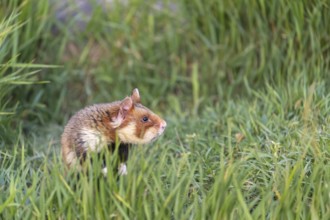 One European hamster (Cricetus cricetus), Eurasian hamster, black-bellied hamster or common
