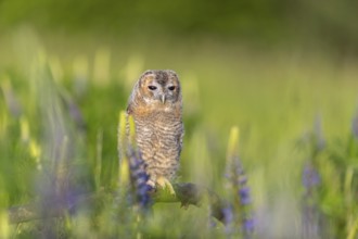 One young Ural owl (Strix uralensis) sitting on a branch lying in a field of flowering lupines in