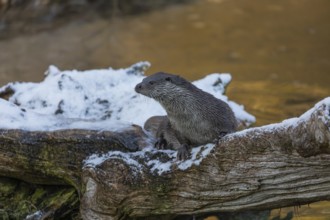 One Eurasian otter (Lutra lutra), resting on a snow covered fallen tree lying in a frozen river
