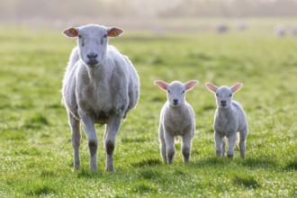 White domestic sheep ewe with two lambs in pasture in spring, North Frisia, Schleswig-Holstein,