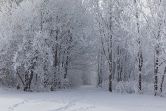 Lake Kochelsee in Bavaria, Germany. River Loisach leaving the lake. Winter, hoar frosted trees