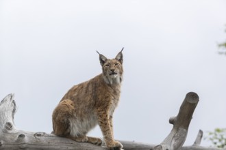 One Eurasian lynx, (Lynx lynx), sitting high up in a dead tree log. Mountains hide in dense fog in