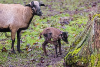 A female Cameroon or Cameroon Dwarf sheep, Ovis gmelini aries, and its lamb stand on a forest edge