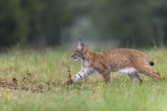 One young Eurasian lynx, (Lynx lynx), running over a meadow. Green vegetation around him