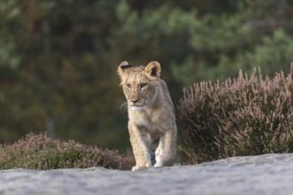 One female young lion (Panthera leo) running at a forest edge. Green vegetation in the background