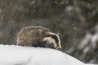 One young European badger (Meles meles) walking through deep snow during snow fall
